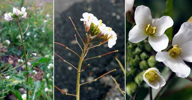 Fiche florale du Diplotaxis fausse roquette, Roquette blanche