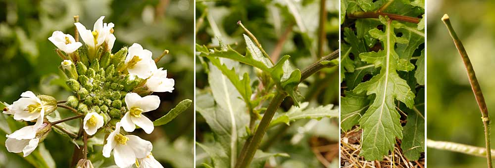 Fiche florale du Diplotaxis fausse roquette, Roquette blanche