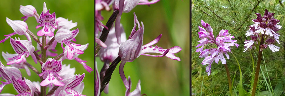 Fiche florale de l'Orchide militaire