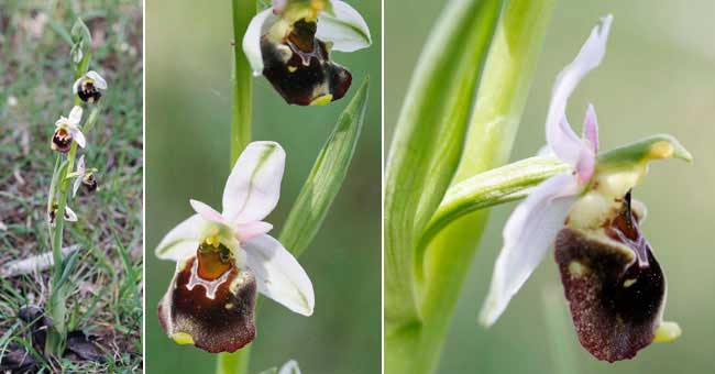 Fiche florale de l'Ophrys bourdon