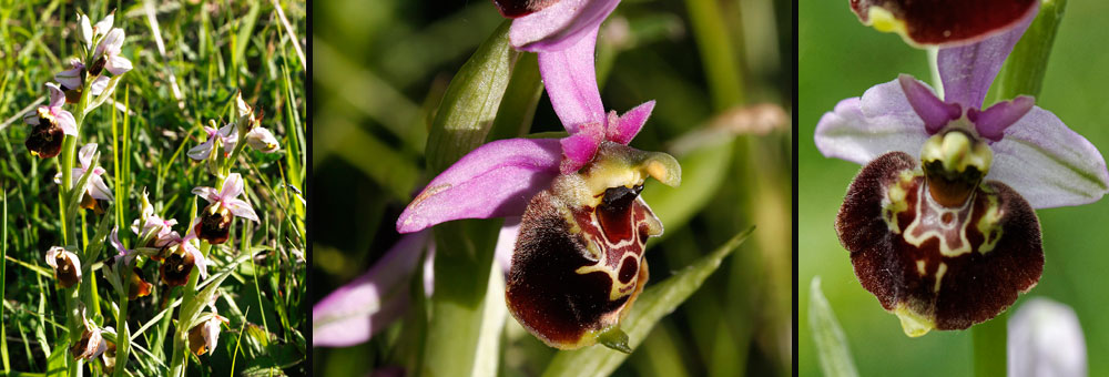 Fiche florale de l'Ophrys bourdon