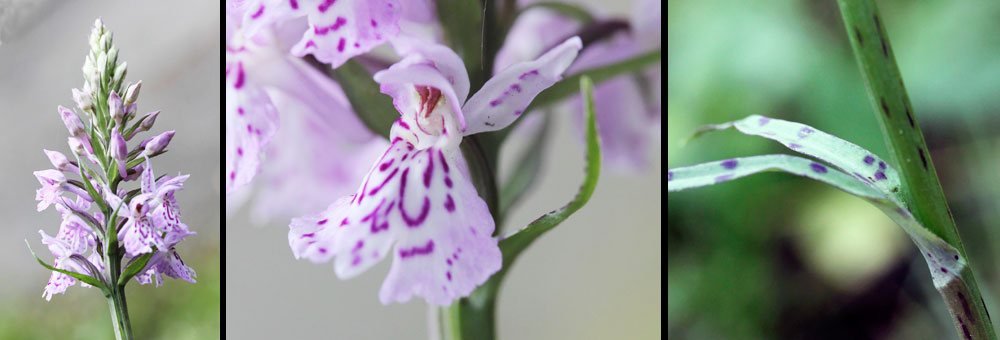 Fiche florale de l'Orchis tachet