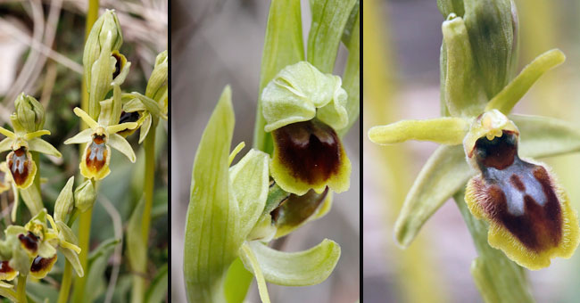 Fiche florale de l'Ophrys araigne