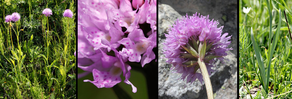 Fiche florale de l'Orchis globuleux