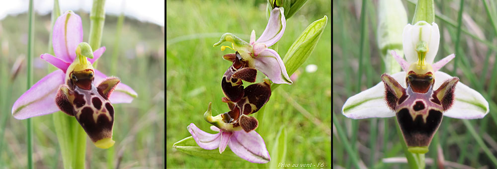 Fiche florale de l'Ophrys bcasse