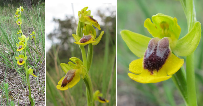 Fiche florale de l'Ophrys jaune