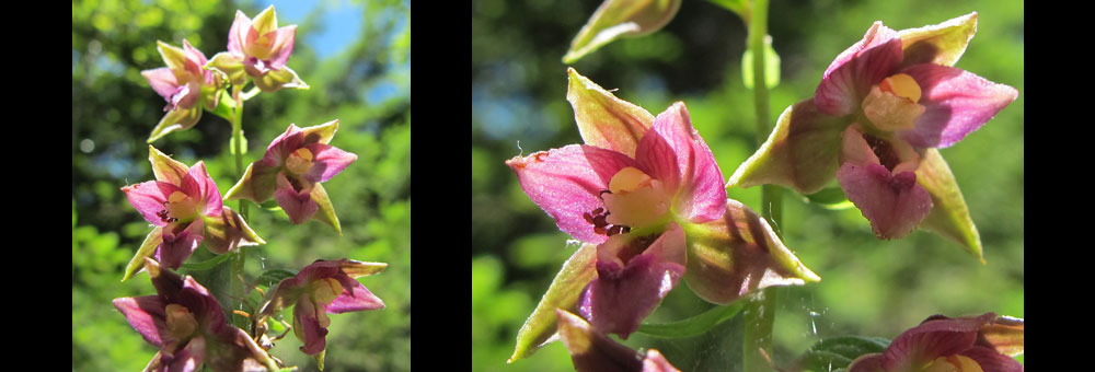 Fiche florale de l'Epipactis helleborine