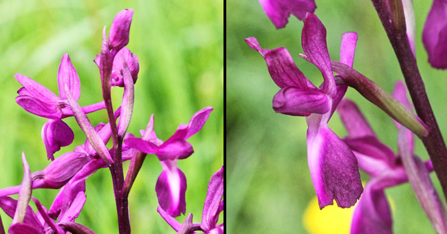 Fiche florale de l'Orchis  fleurs lches