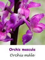 Orchis mâle