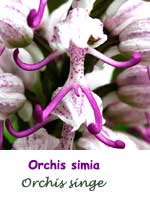 Orchis singe