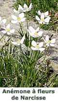 Anémone à fleurs de Narcisse