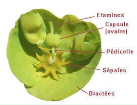 Euphorbiaces schma1 