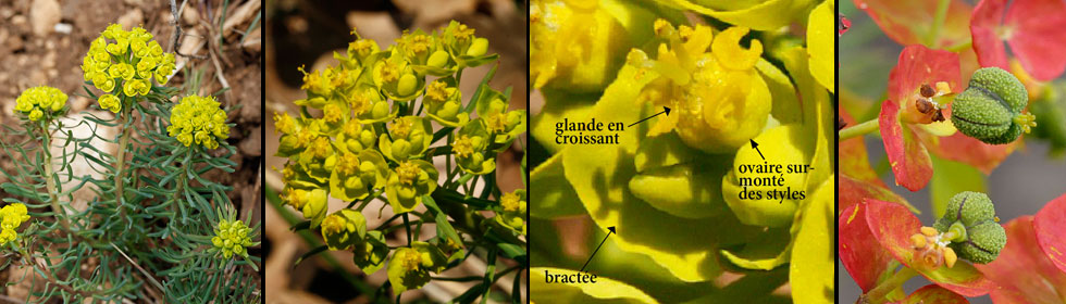 Euphorbiaces montage petit-cyprs