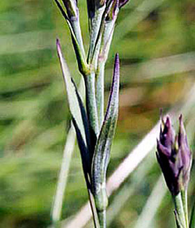 Caryophyllacées noeuds