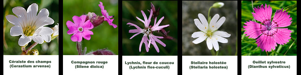 Caryophyllacées montage 5 fleurs