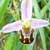 Fiche de l'Ophrys abeille