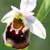 Fiche de l'Ophrys bourdon