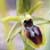 Fiche de l'Ophrys petite araigne