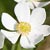 Fiche de l'Anémone à fleurs de Narcisse