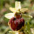 Fiche de l'Ophrys gupe