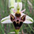 Fiche de l'Ophrys bcasse
