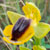 Fiche de l'Ophrys jaune