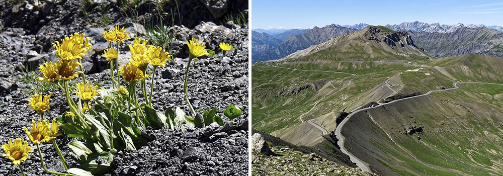 Fiche florale du Doronic à grandes fleurs