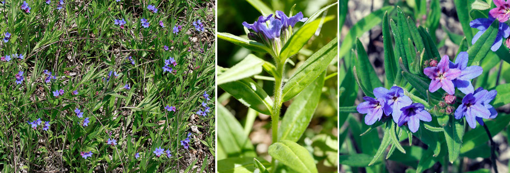 Fiche florale du Grémil pourpre-bleu