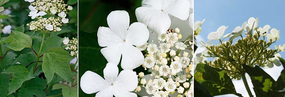 Fiche florale de la Viorne obier