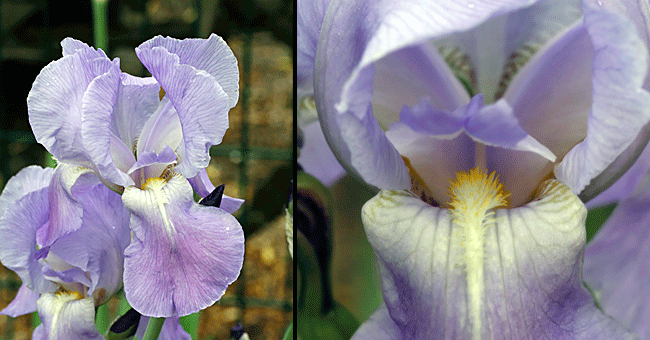 Fiche florale de l'Iris barbu