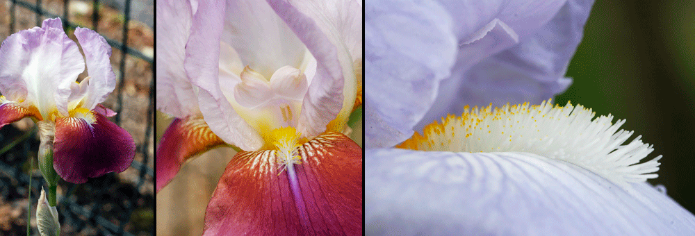 Fiche florale de l'Iris barbu