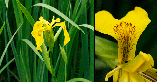 Fiche florale de l'Iris des marais