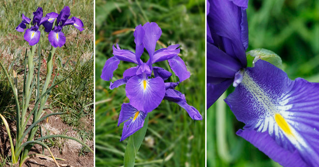 Fiche florale du l'Iris ds Pyrénées