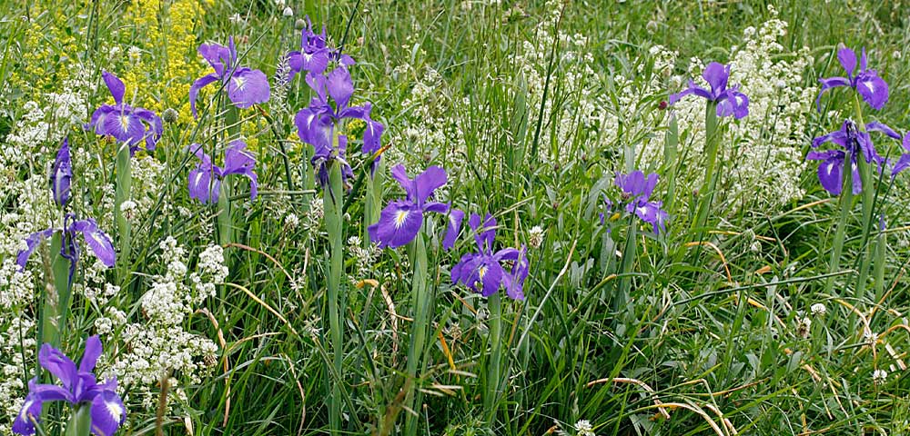  Iris des Pyrénées - photo 2