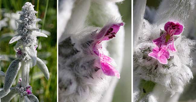 Fiche florale de l'Epiaire laineuse