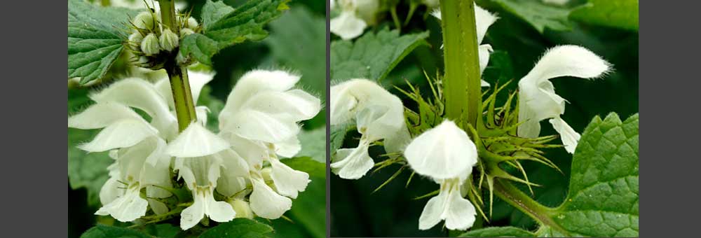 Fiche florale du Lamier blanc 
