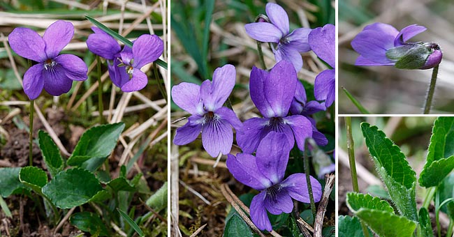 Fiche florale de la Violette hérissée