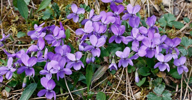 Tapis de Violettes hérissées