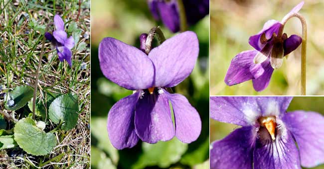 Fiche florale de la Violette odorante