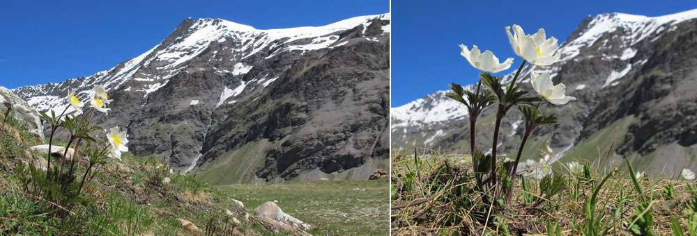 Fiche florale de la Pulsatille des Alpes